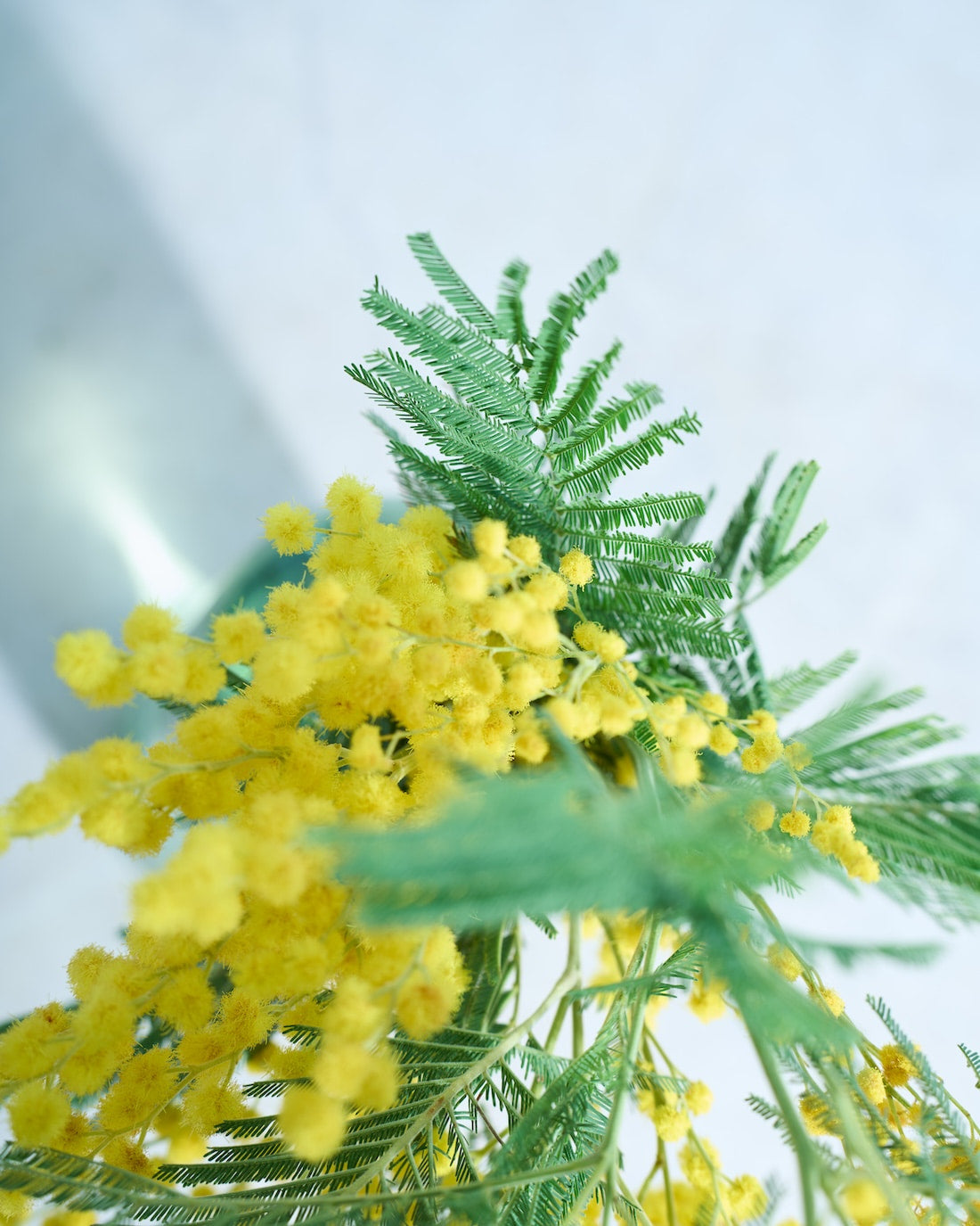 【今季終了】［フレッシュフラワー］ミモザ（フサアカシア）