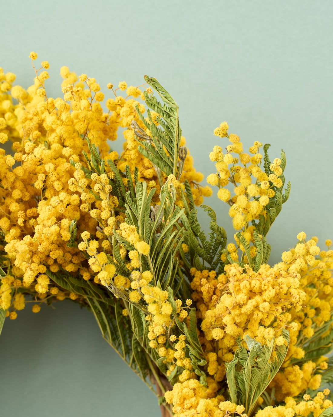 陽だまり＞ミモザのリース 商品ページ - 土と風の植物園