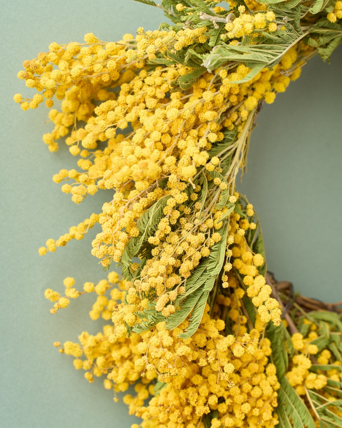 陽だまり＞ミモザのリース 商品ページ - 土と風の植物園