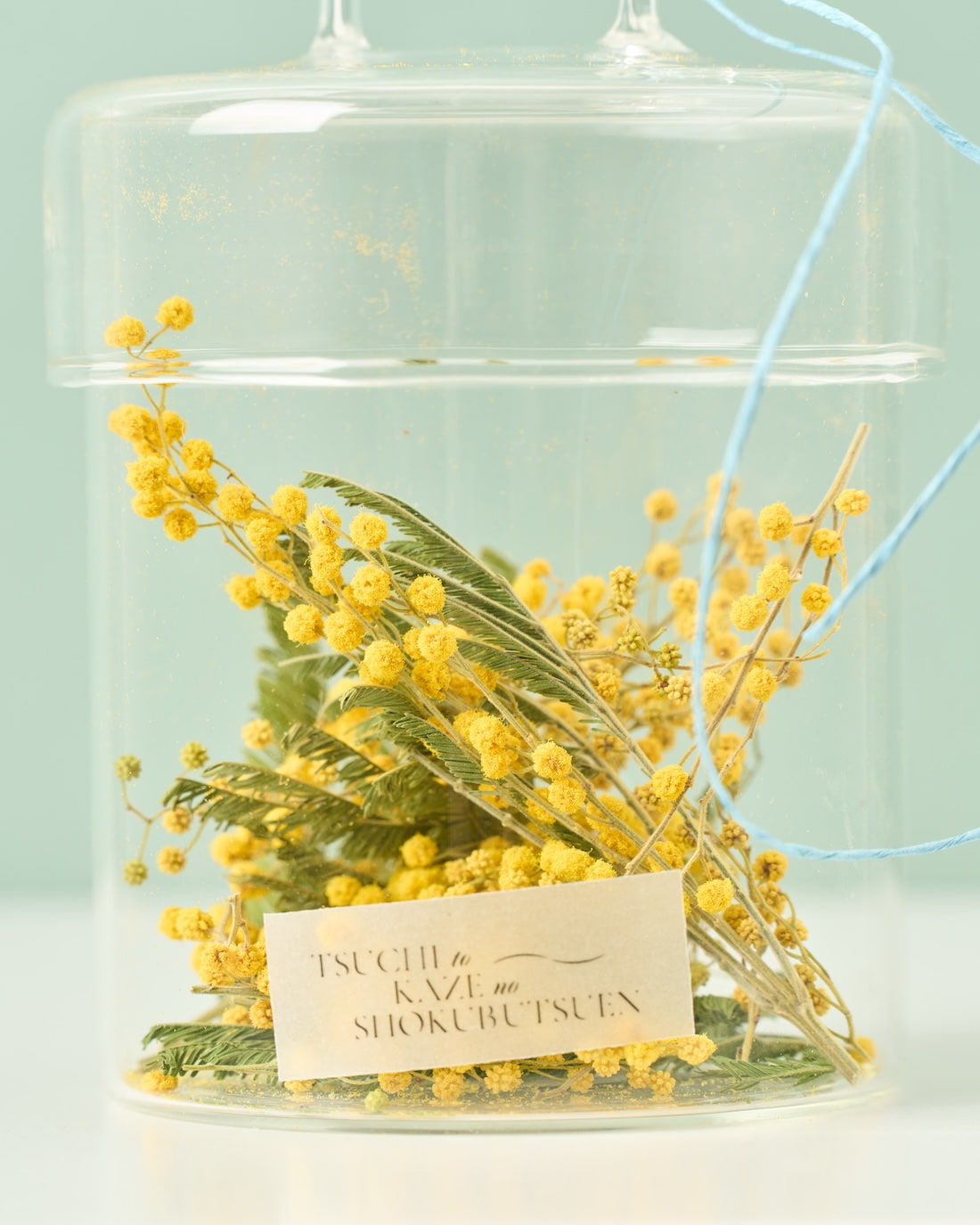ドライフラワーの植物標本］ミモザ - 土と風の植物園