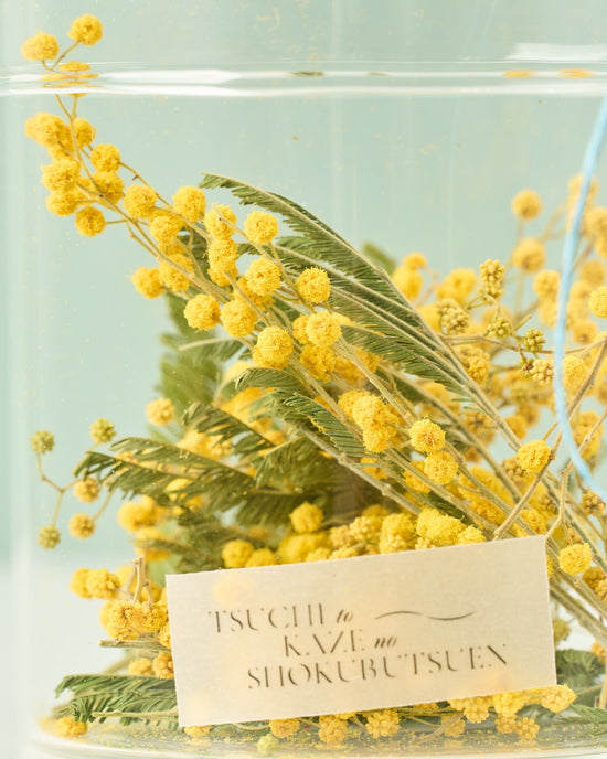 ［ドライフラワーの植物標本］ミモザ