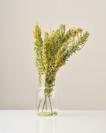 ［ドライフラワー］ミモザ（ 銀葉アカシア）