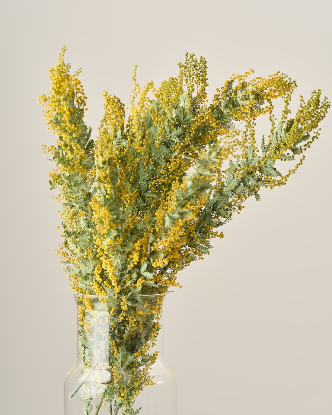 ドライフラワー］ミモザ 銀葉アカシア 商品ページ - 土と風の植物園
