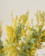 ［ドライフラワー］ミモザ（ 銀葉アカシア）