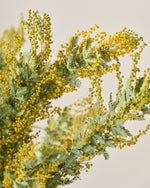 ［ドライフラワー］ミモザ（ 銀葉アカシア）