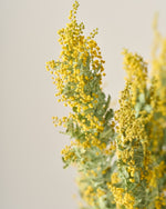 ［ドライフラワー］ミモザ（ 銀葉アカシア）