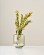 ［ドライフラワー］ミモザ（ 銀葉アカシア）