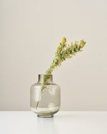 ［ドライフラワー］ミモザ（ 銀葉アカシア）