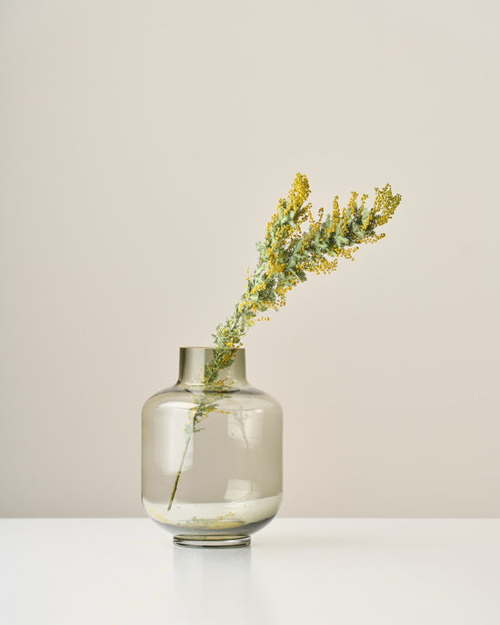 ［ドライフラワー］ミモザ（ 銀葉アカシア）