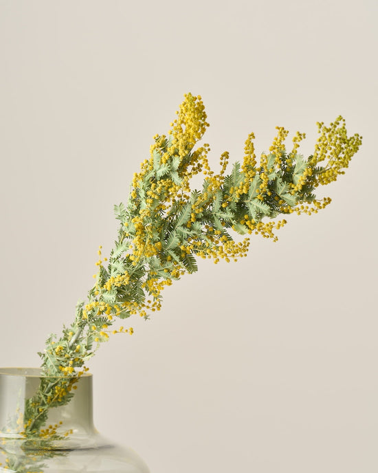 ［ドライフラワー］ミモザ（ 銀葉アカシア）