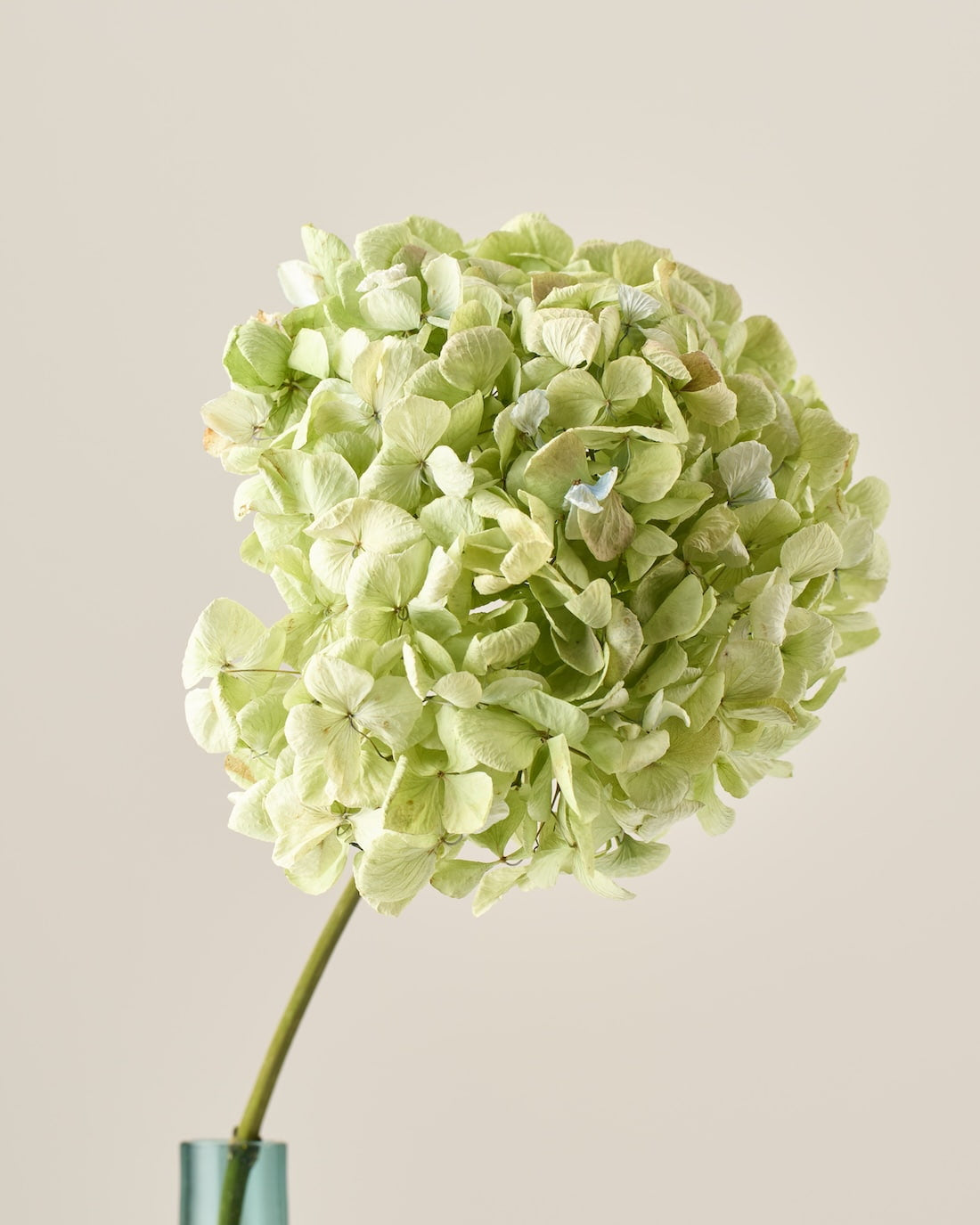 ［ドライフラワー］紫陽花 アンティークグリーン