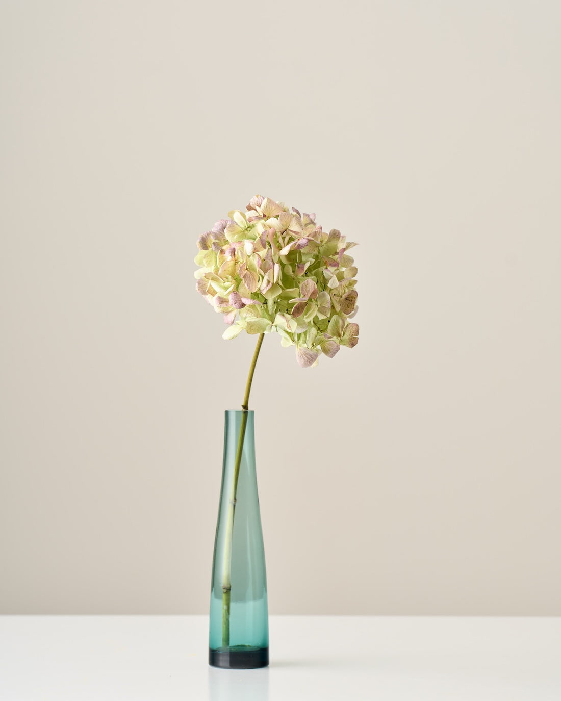 ドライフラワー］紫陽花 アンティークグリーン 商品ページ - 土と風の