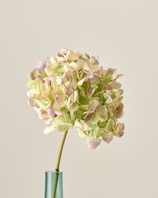 ［ドライフラワー］紫陽花 アンティークグリーン