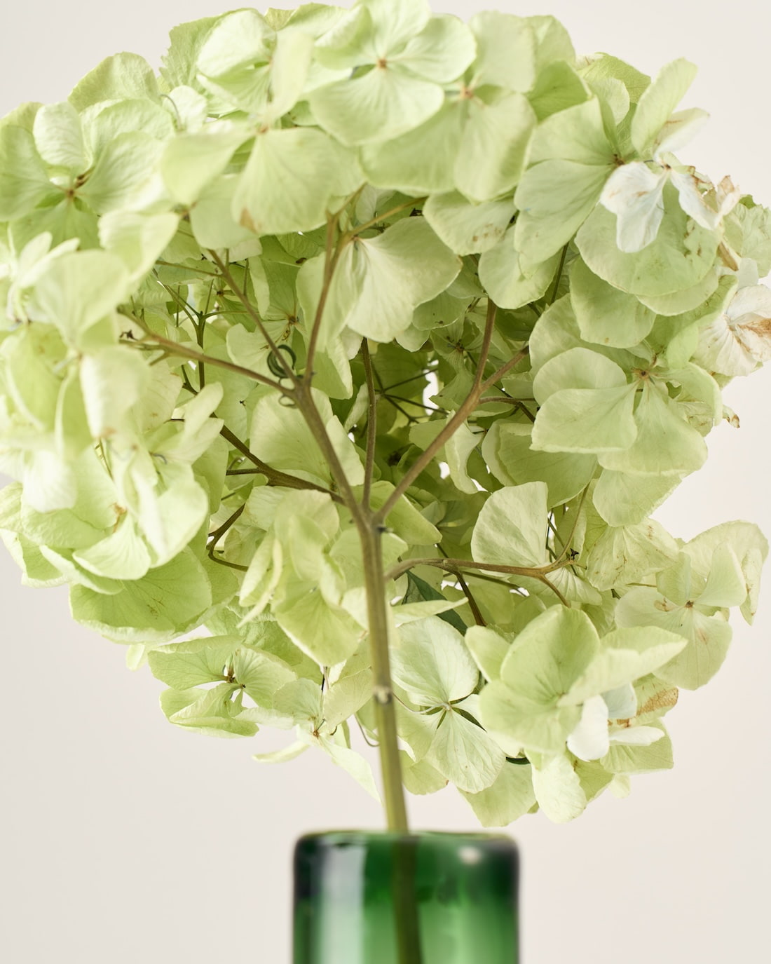 ［ドライフラワー］紫陽花 アンティークグリーン