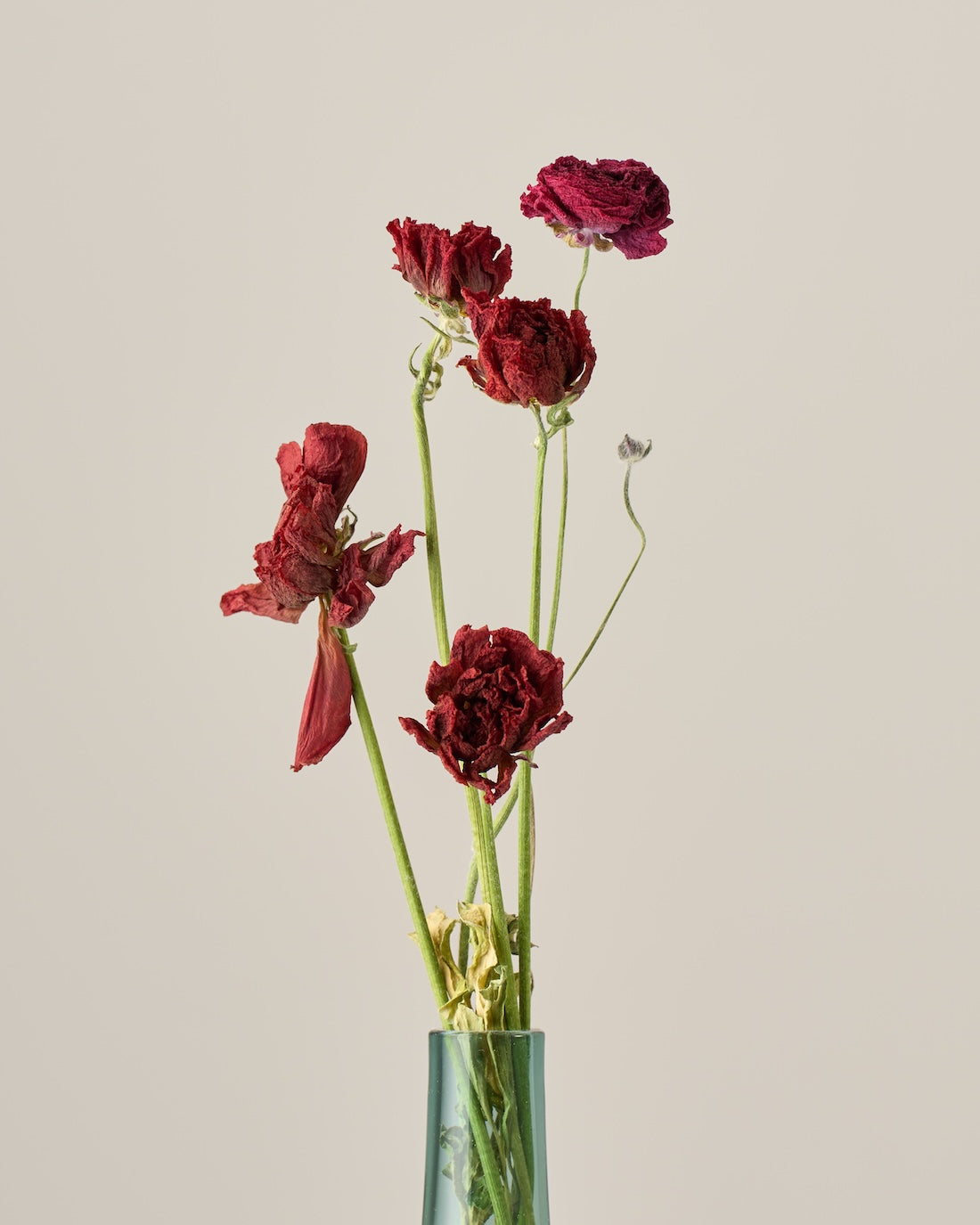 ［ドライフラワー］ラナンキュラス