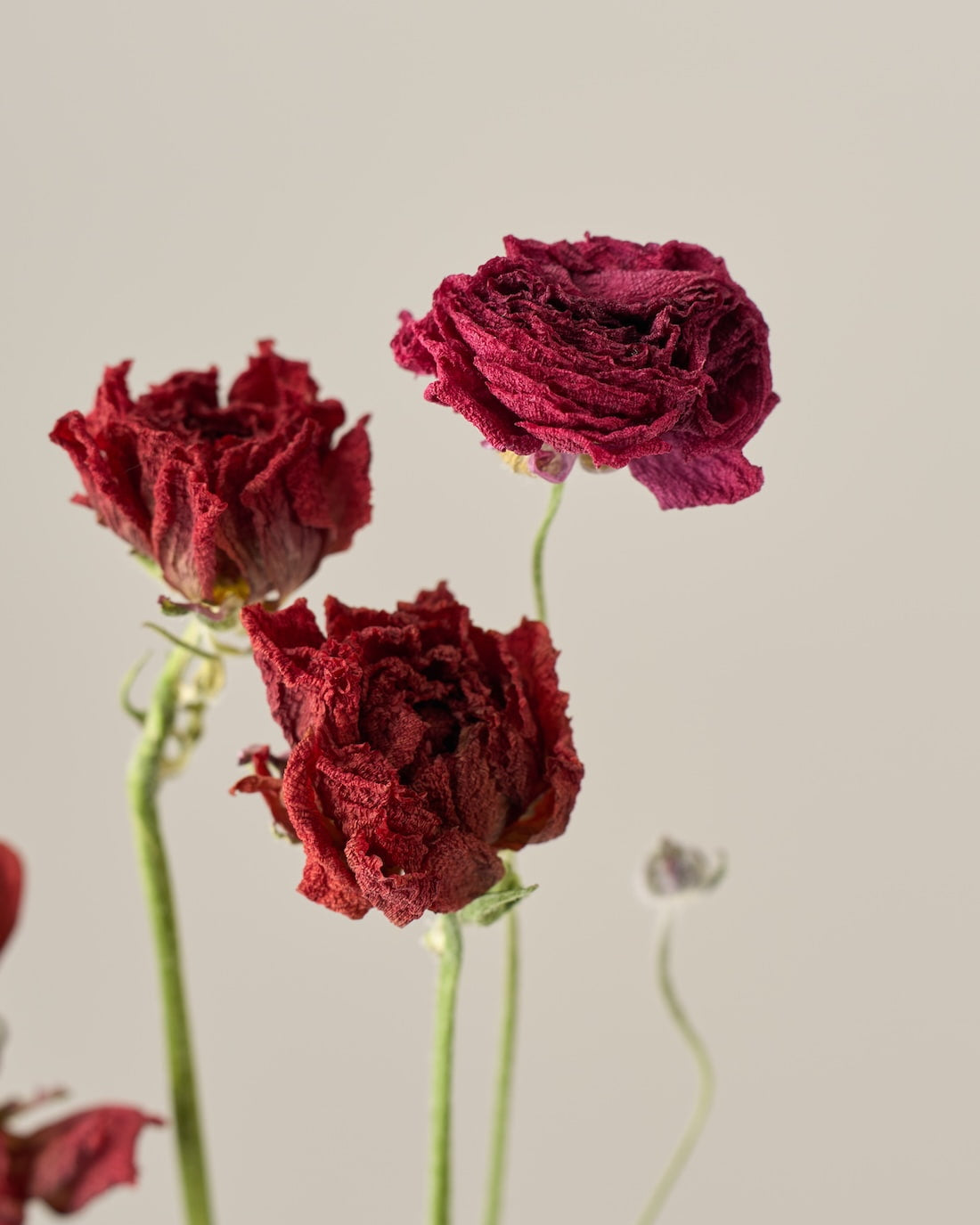 ［ドライフラワー］ラナンキュラス