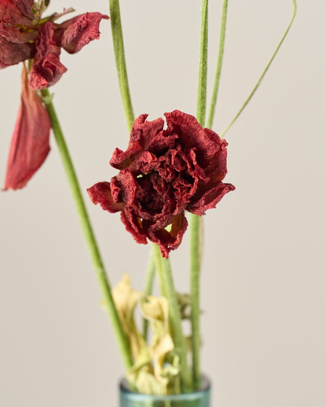 ［ドライフラワー］ラナンキュラス