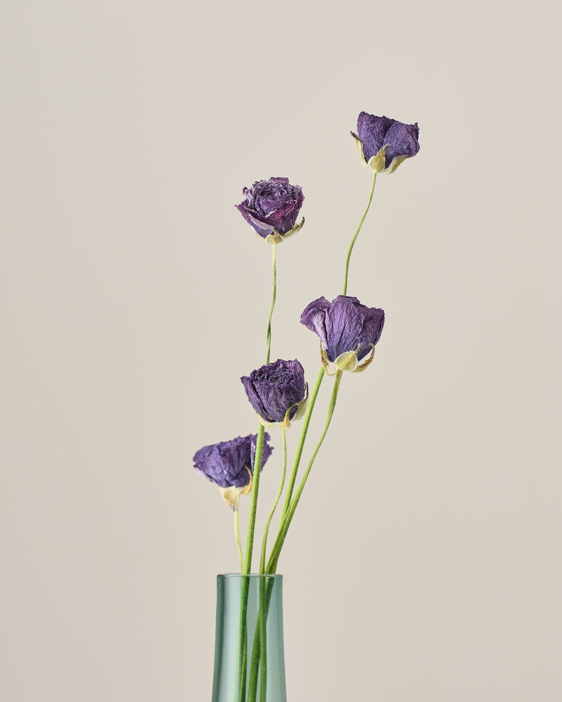 ［ドライフラワー］ラナンキュラス