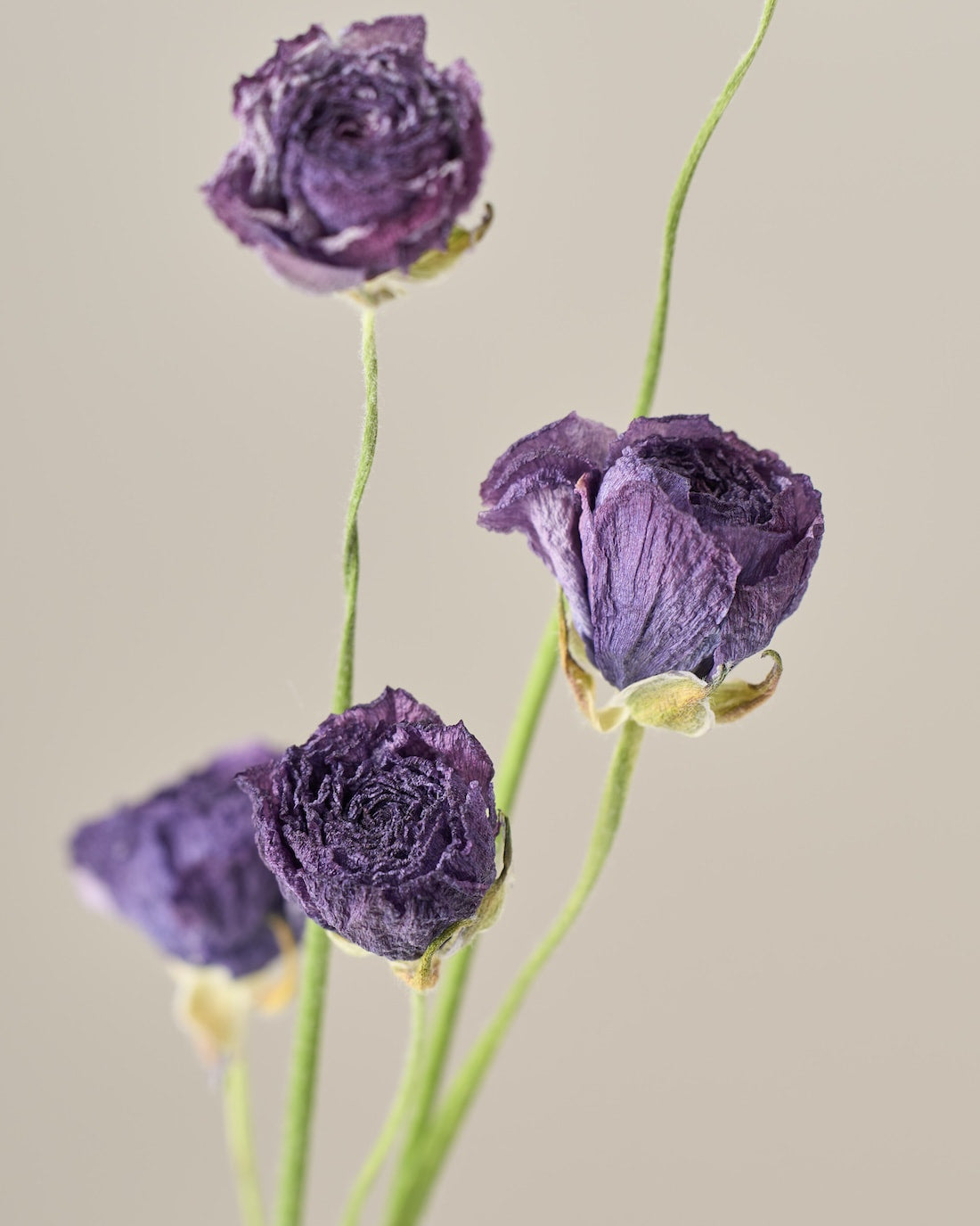 ［ドライフラワー］ラナンキュラス