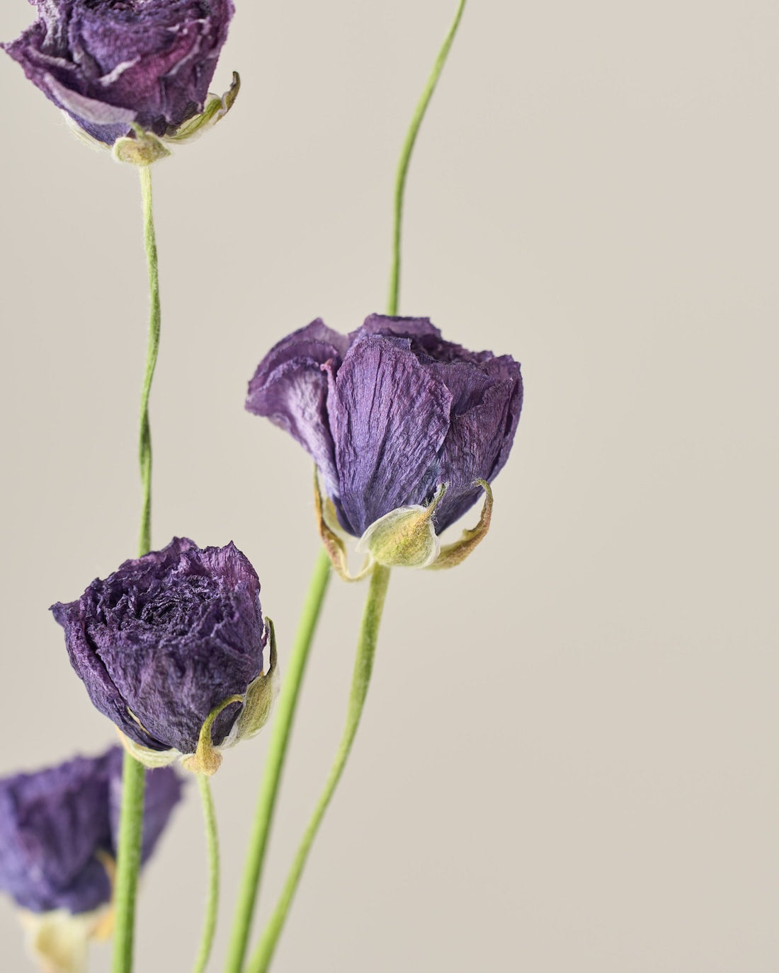 ドライフラワー］ラナンキュラス 商品ページ - 土と風の植物園