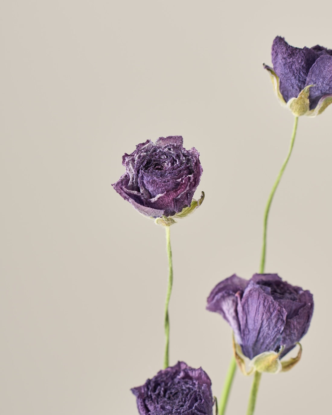 ［ドライフラワー］ラナンキュラス