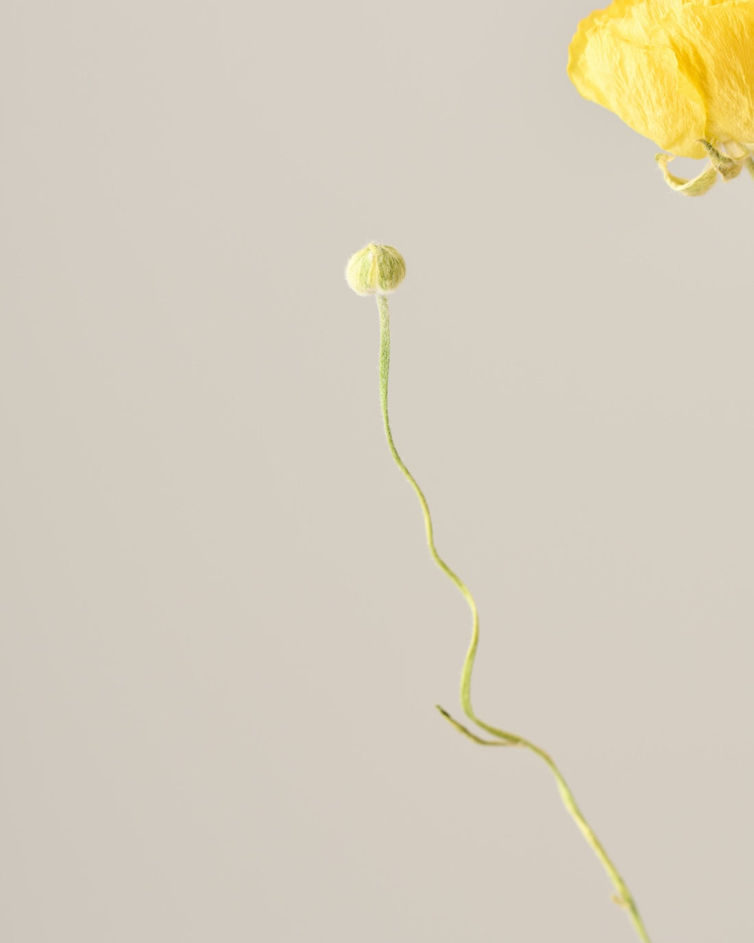 ［ドライフラワー］ラナンキュラス