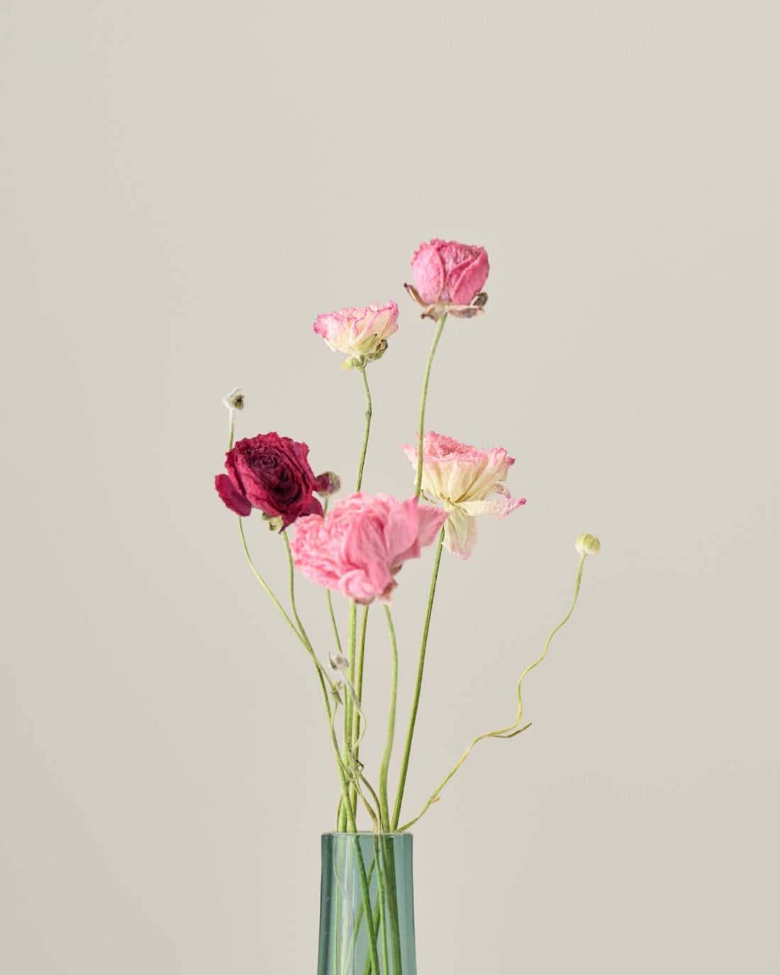 ［ドライフラワー］ラナンキュラス