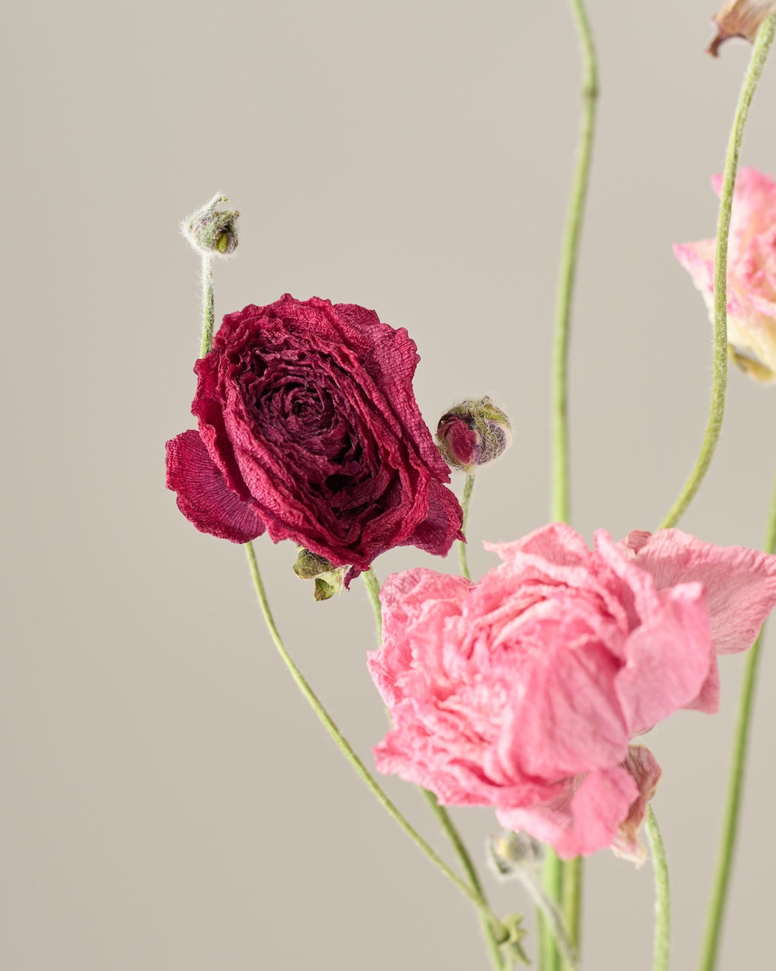 ［ドライフラワー］ラナンキュラス