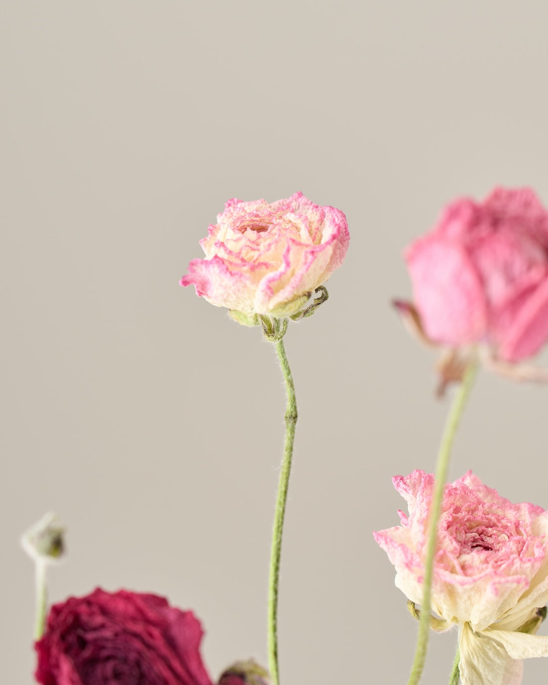 ［ドライフラワー］ラナンキュラス