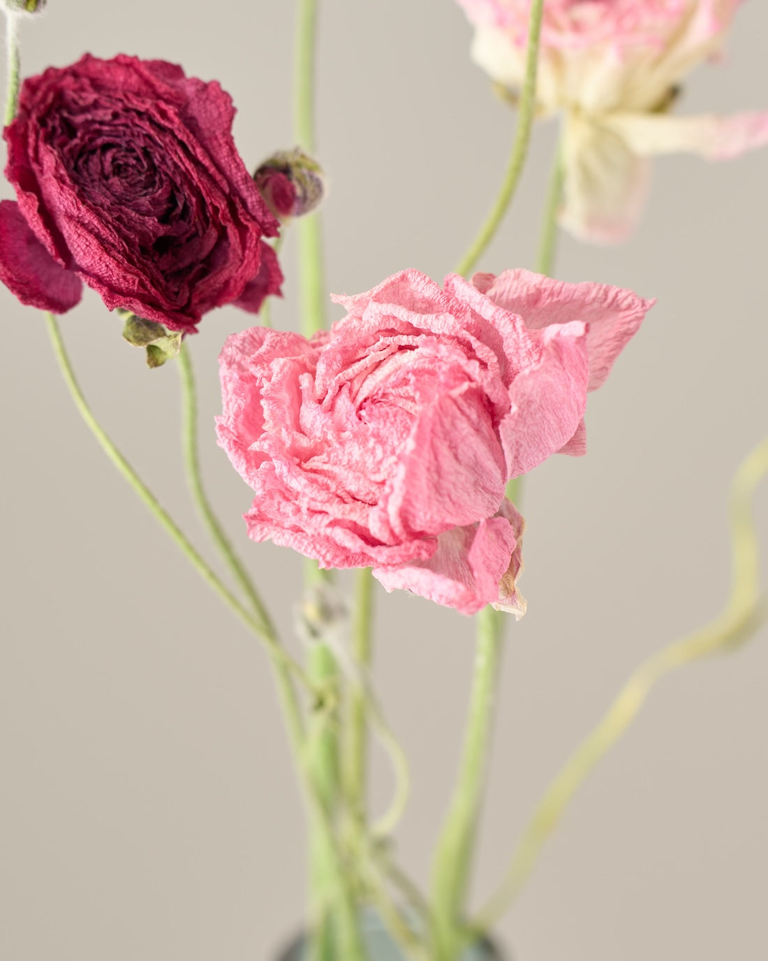 ［ドライフラワー］ラナンキュラス