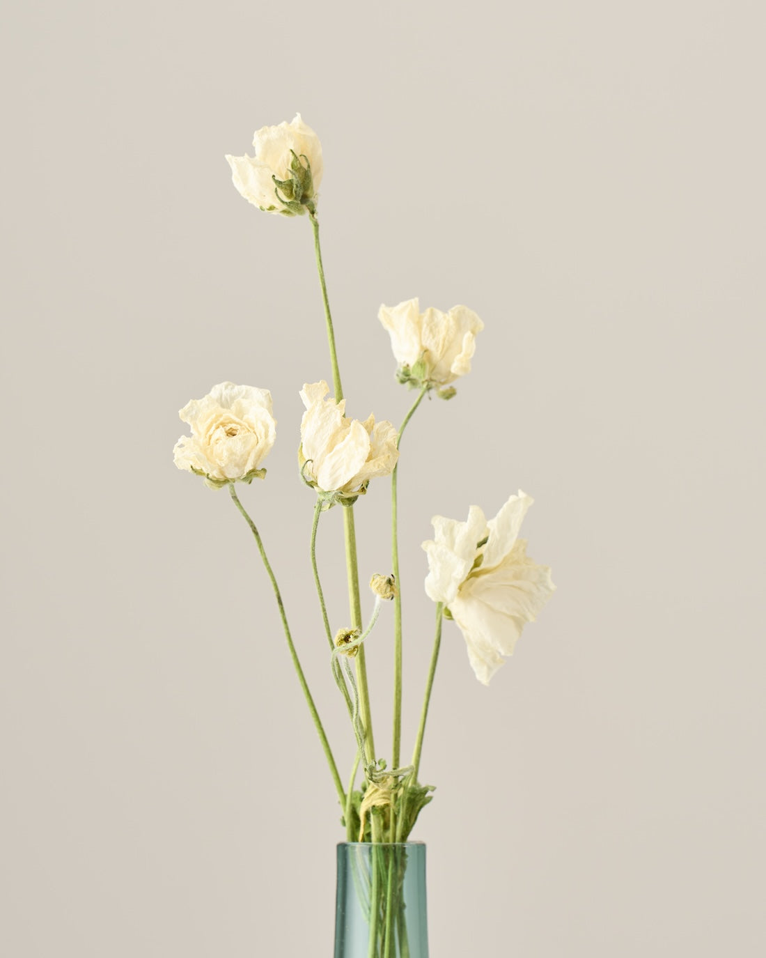 ［ドライフラワー］ラナンキュラス