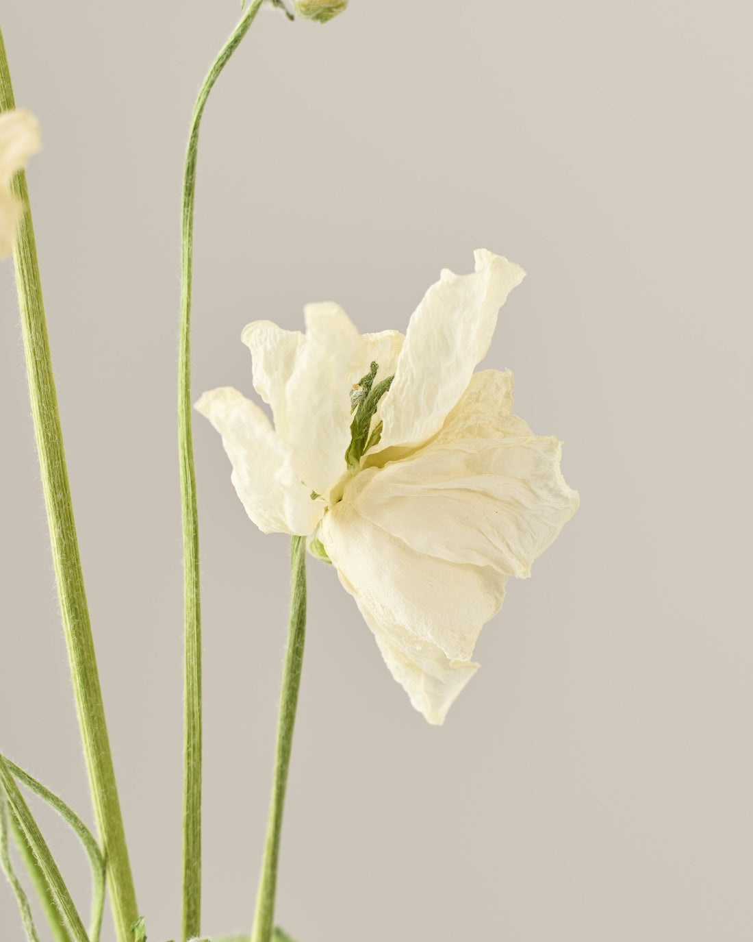 ［ドライフラワー］ラナンキュラス