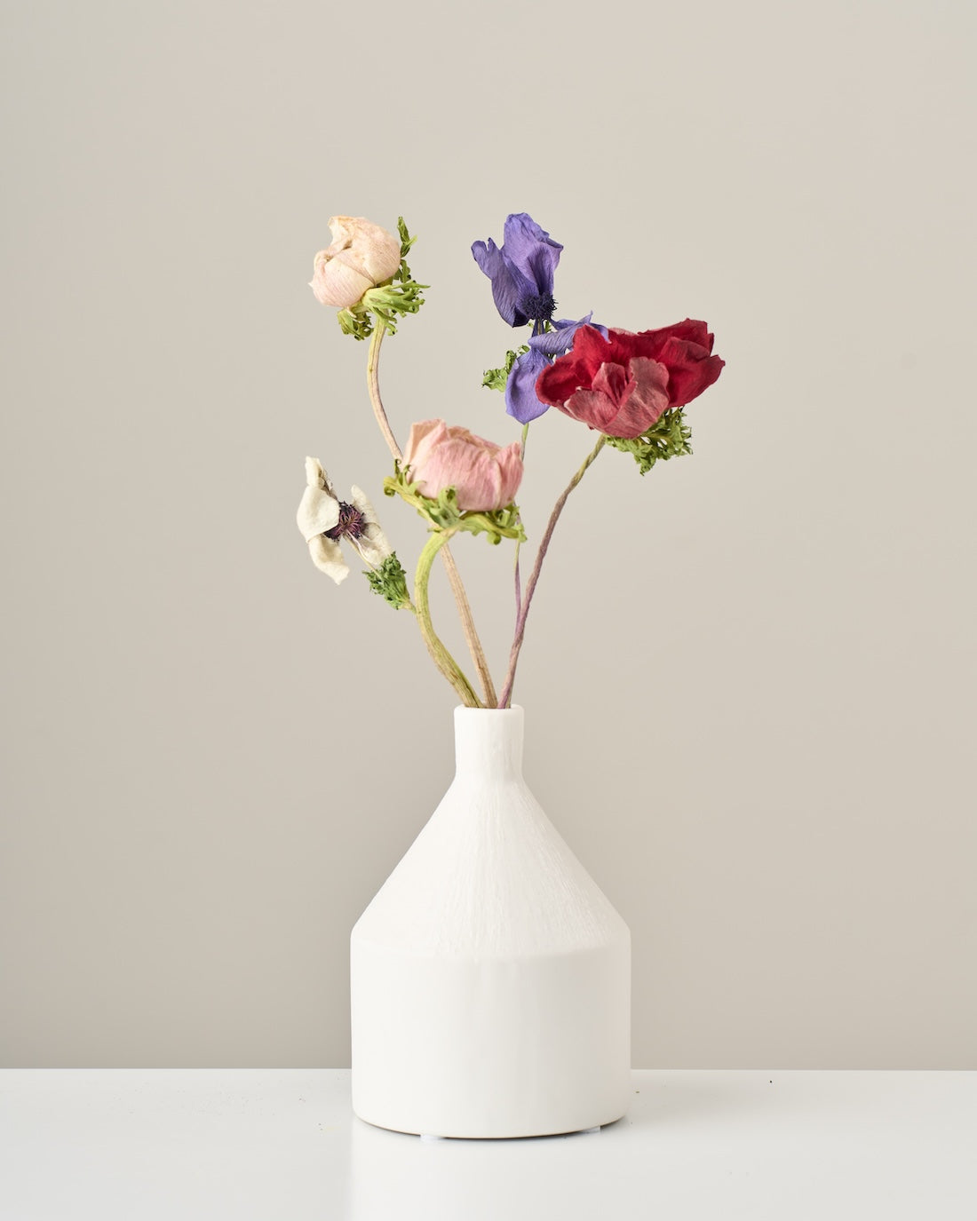 新着・再入荷 │ 土と風の植物園