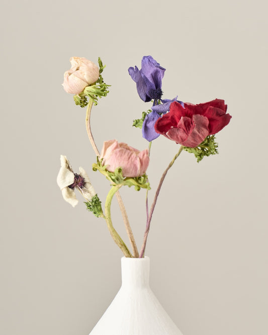 ［ドライフラワー］アネモネ