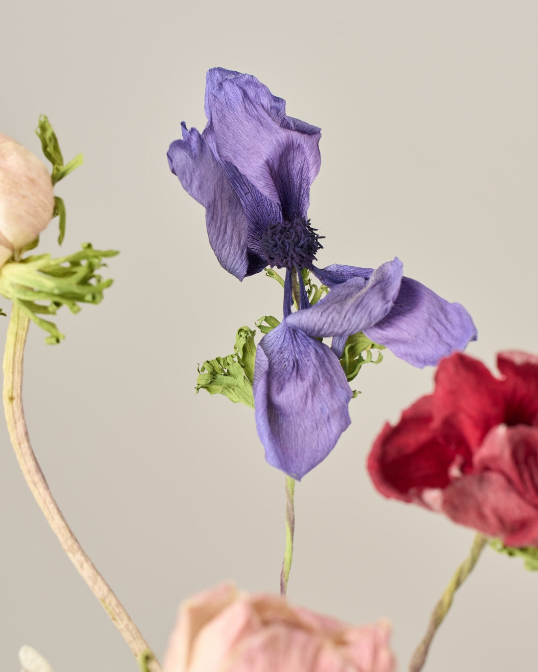 ［ドライフラワー］アネモネ