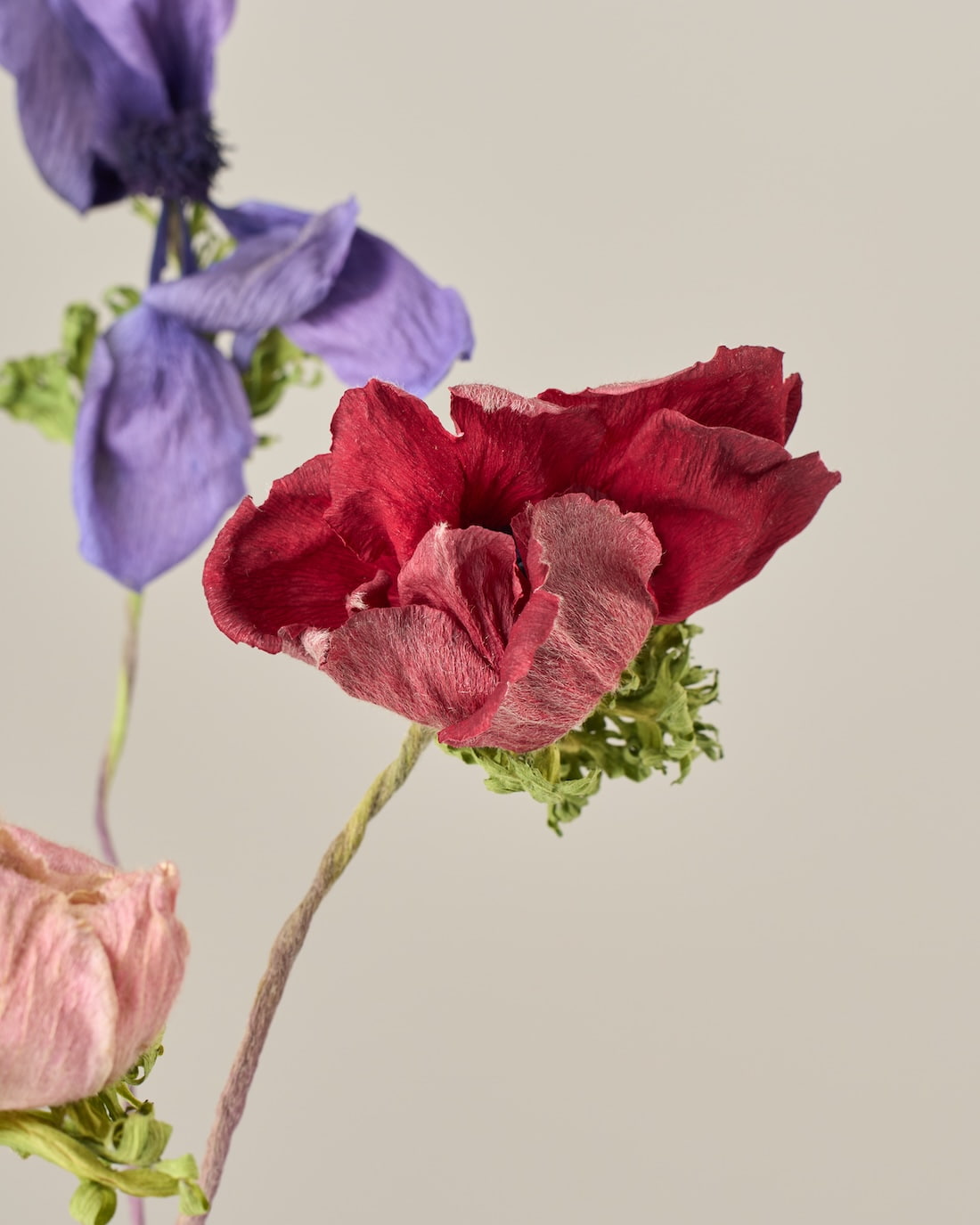 ［ドライフラワー］アネモネ