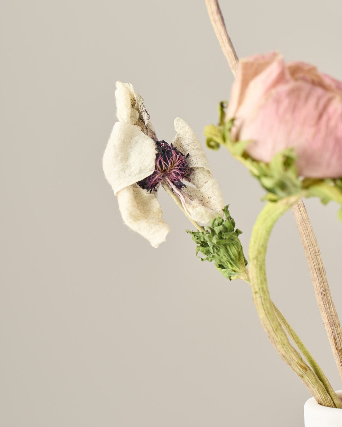 ［ドライフラワー］アネモネ