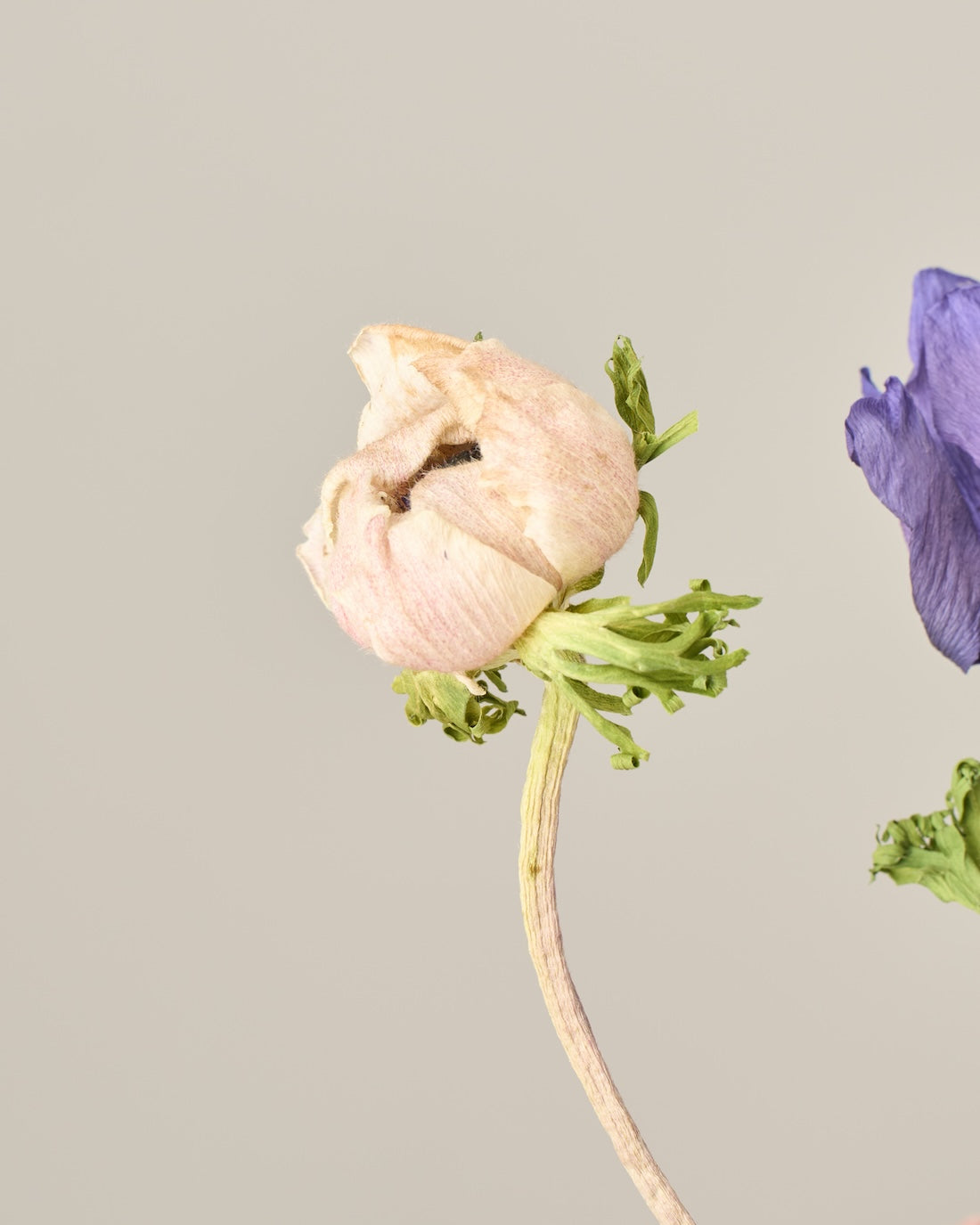 ［ドライフラワー］アネモネ