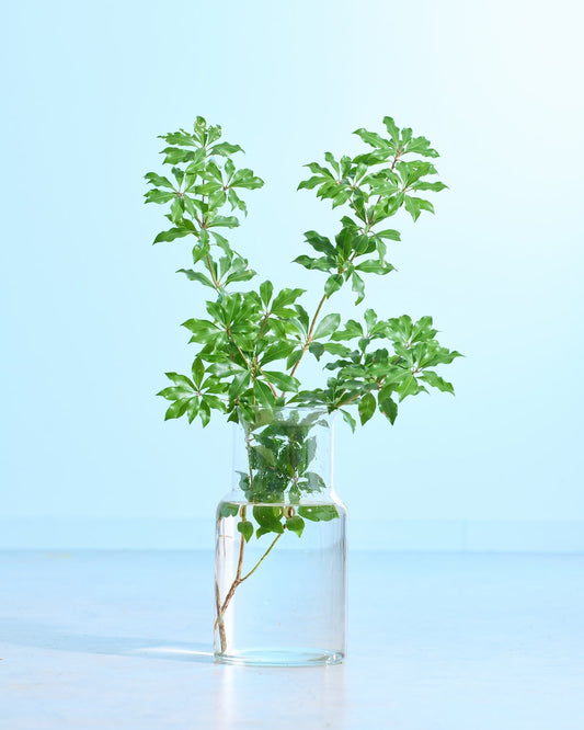 ［フレッシュグリーン］アセビ