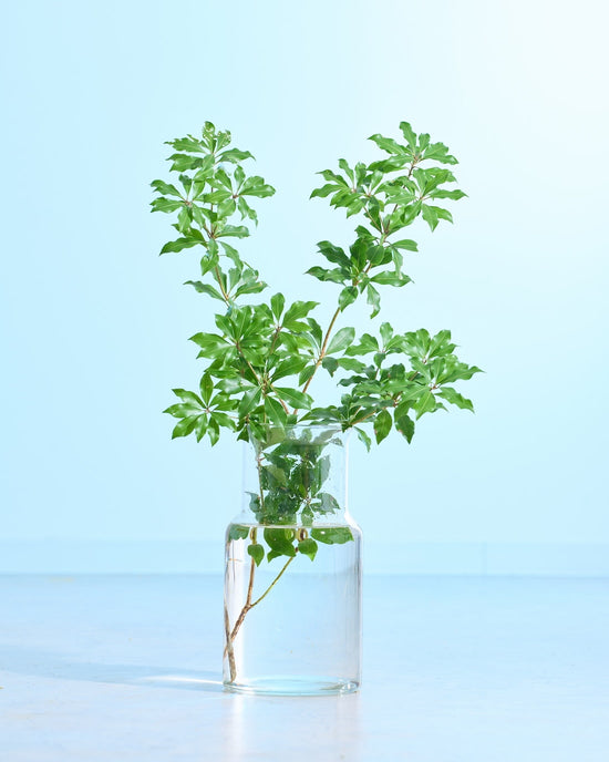 ［フレッシュグリーン］アセビ