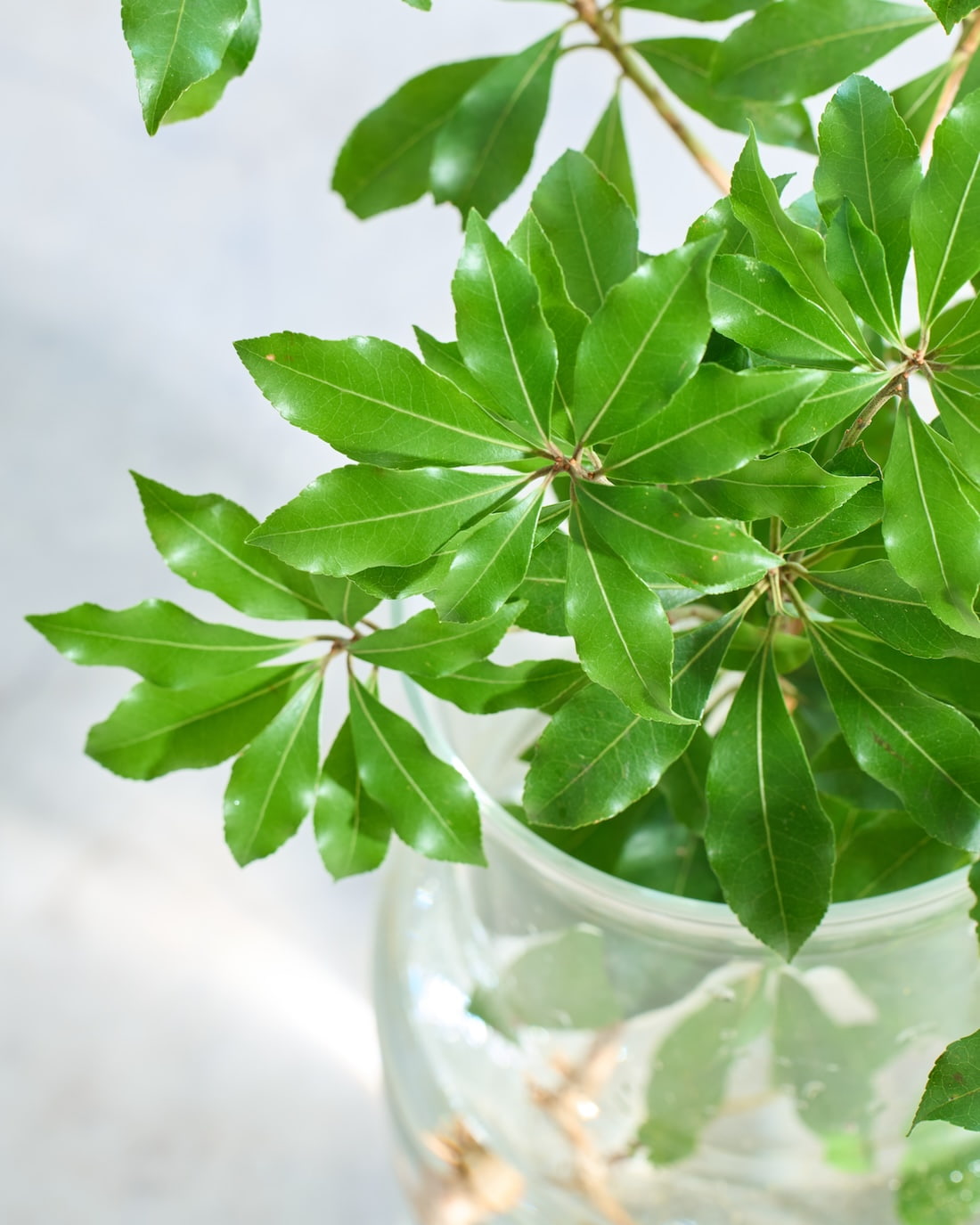 フレッシュな状態でお届け］アセビ - 土と風の植物園