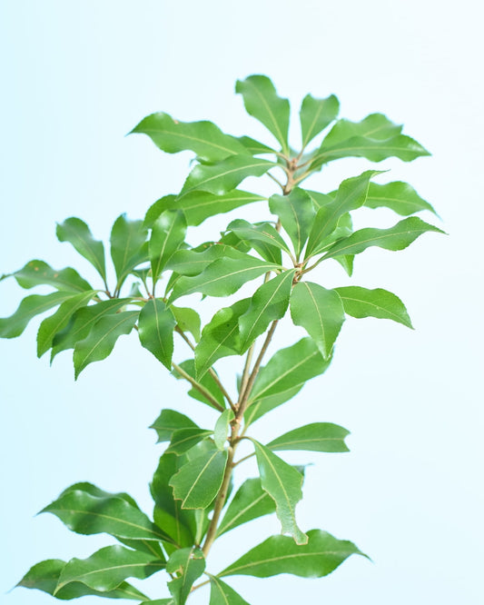 ［フレッシュグリーン］アセビ