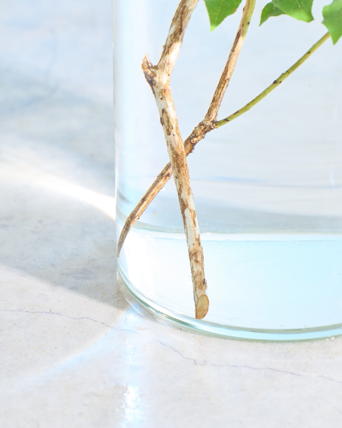 フレッシュな状態でお届け］アセビ - 土と風の植物園