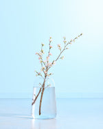 ［フラワーベース］ DOMU ガラスベース