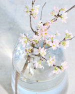 【今季販売終了】［フレッシュフラワー］花開く姿を楽しめる啓翁桜