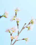 【今季販売終了】［フレッシュフラワー］花開く姿を楽しめる啓翁桜