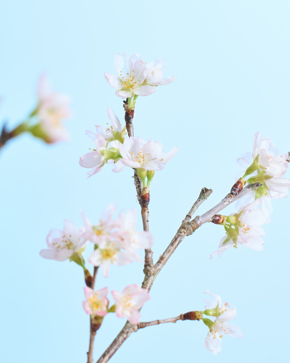 【今季販売終了】［フレッシュフラワー］花開く姿を楽しめる啓翁桜