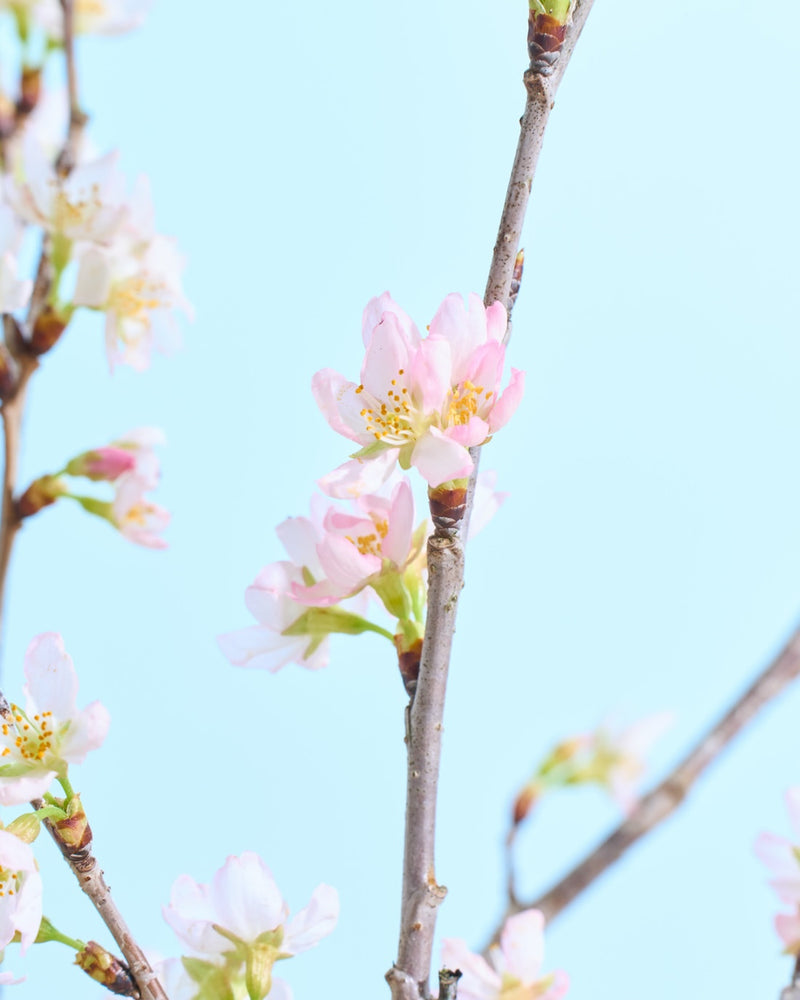 フレッシュの啓翁桜もご用意しています