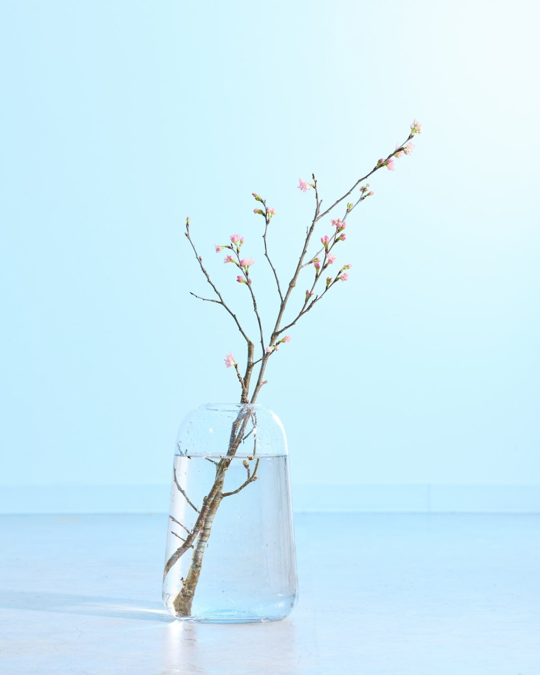 フレッシュフラワー］花開く姿を楽しめる啓翁桜 - 土と風の植物園