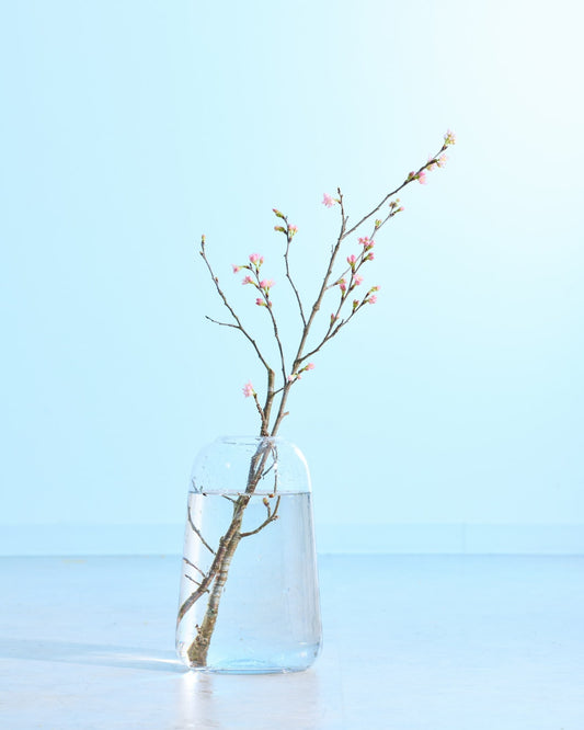 ［フレッシュフラワー］花開く姿を楽しめる啓翁桜